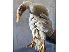 Adopt MCQUACK* A White Duck / Mixed Bird In Santa Cruz, CA (34681878)