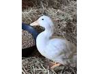 Adopt LAUNCHPAD* A White Duck / Mixed Bird In Santa Cruz, CA (34681876)
