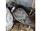 Adopt JARVIS* A Gray Duck / Mixed Bird In Santa Cruz, CA (34681874)