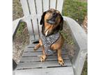 Adopt Sassy a Brown/Chocolate Dachshund / Beagle / Mixed dog in Port Richey