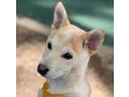 Adopt Brandy a Tan/Yellow/Fawn Jindo / Jindo / Mixed dog in Los Angeles