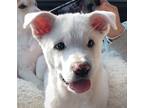 Adopt Booster a White Jindo / Jindo / Mixed dog in Los Angeles, CA (34681720)