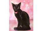Adopt SeeBee in CT a Black (Mostly) Domestic Mediumhair (medium coat) cat in