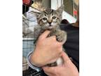 Adopt Sam a Tan or Fawn Tabby Domestic Shorthair cat in PACIFICA, CA (34679746)