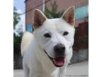 Adopt Leo a White Jindo / Jindo / Mixed dog in Los Angeles, CA (34681521)