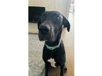 Adopt Venus a Black - with White Great Dane / Mixed dog in Buena Park