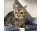 Adopt MAEVE a Domestic Shorthair / Mixed (short coat) cat in Las Vegas