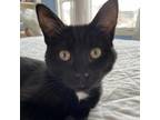Adopt Maddie a All Black Domestic Shorthair / Mixed cat in Georgina