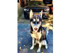 Adopt Shadow a Black - with White Husky / Mixed dog in Sacramento, CA (34681553)