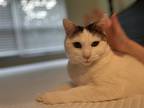 Adopt Twinkle a White (Mostly) Turkish Van / Mixed (short coat) cat in