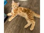 Adopt Alan a Orange or Red Tabby Domestic Shorthair (short coat) cat in Anaheim