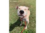 Adopt Eyelash Viper a American Pit Bull Terrier / Mixed dog in Richmond