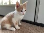 Adopt Oliver a Orange or Red (Mostly) Domestic Shorthair (short coat) cat in