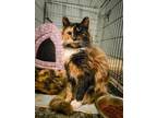 Adopt Louisa a All Black Domestic Longhair / Domestic Shorthair / Mixed cat in