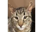 Adopt George a Domestic Shorthair / Mixed cat in Spokane Valley, WA (34681456)