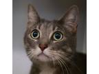 Adopt YANKEY a Gray or Blue Domestic Shorthair / Mixed (short coat) cat in Las