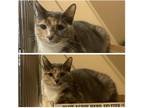 Adopt Jelly Bean a Calico or Dilute Calico Domestic Shorthair (short coat) cat