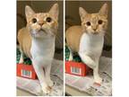 Adopt Pearl a Orange or Red Domestic Shorthair (short coat) cat in Stillwater