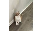 Adopt Pari a Orange or Red (Mostly) Domestic Shorthair / Mixed (short coat) cat