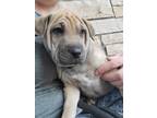 Adopt Apple Jacks a Tan/Yellow/Fawn - with Black Shar Pei / Mixed dog in