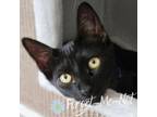 Adopt Iris a All Black Domestic Shorthair / Domestic Shorthair / Mixed cat in