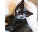 Adopt Peony a All Black Domestic Shorthair / Domestic Shorthair / Mixed cat in