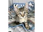 Adopt Cash a Brown Tabby Domestic Shorthair (short coat) cat in Thompson