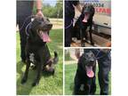 Adopt Crush a Black - with White German Shepherd Dog / Mixed dog in Stillwater