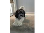 Adopt Bendito (Blessed) a White - with Black Havanese / Hound (Unknown Type) /