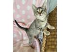 Adopt Cleo a Brown Tabby Domestic Shorthair (short coat) cat in Danbury