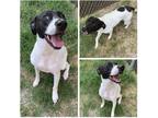 Adopt Sierra a Black - with White Terrier (Unknown Type, Medium) / Mixed dog in