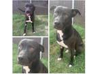Adopt Groot a Black - with White Shepherd (Unknown Type) / Pit Bull Terrier /