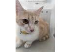Adopt DAISY a Orange or Red Tabby Domestic Shorthair / Mixed (short coat) cat in