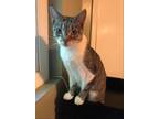 Adopt Andee a Gray, Blue or Silver Tabby Domestic Shorthair (short coat) cat in