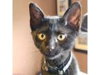 Adopt Phlox a All Black Domestic Shorthair / Domestic Shorthair / Mixed cat in
