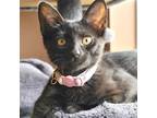 Adopt Hyacinth a All Black Domestic Shorthair / Domestic Shorthair / Mixed cat