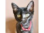 Adopt Daffodil a All Black Domestic Shorthair / Domestic Shorthair / Mixed cat