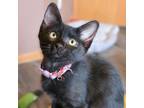 Adopt Camellia a All Black Domestic Shorthair / Domestic Shorthair / Mixed cat