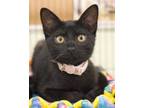 Adopt Lilac a All Black Domestic Shorthair / Domestic Shorthair / Mixed cat in