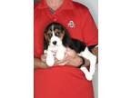 Adopt Arthur a Tricolor (Tan/Brown & Black & White) Beagle / Cavalier King