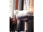 Adopt Princess a White (Mostly) American Shorthair / Mixed (short coat) cat in