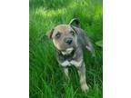 Adopt Cheerio a Tan/Yellow/Fawn - with Black Shar Pei / Mixed dog in Colorado