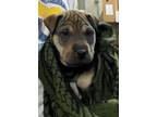 Adopt Kix a Tan/Yellow/Fawn - with Black Shar Pei / Mixed dog in Colorado