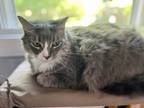 Adopt Yumi a Gray or Blue (Mostly) Munchkin / Mixed (medium coat) cat in