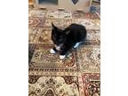 Adopt Ruby a All Black Domestic Shorthair / Domestic Shorthair / Mixed cat in