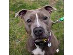 Adopt Maggie a Gray/Silver/Salt & Pepper - with Black Pit Bull Terrier / Mixed