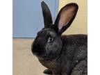 Adopt Fletcher a Flemish Giant / Mixed rabbit in Pittsburgh, PA (34681093)