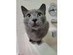 Adopt O'Malley a Domestic Shorthair / Mixed (short coat) cat in Sewell