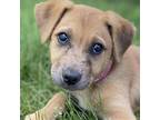 Adopt Margarita - Female - Puppy - Boxer Mix a Tan/Yellow/Fawn Labrador