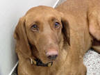 Adopt MAISIE* a Red/Golden/Orange/Chestnut Vizsla / Golden Retriever / Mixed dog